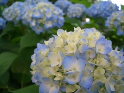 あじさい5